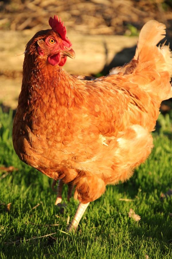 à La Ferme De La Symphonie Du Vivant Hébergement de vacances